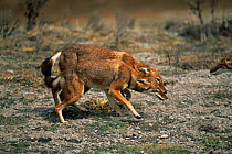 Simien jackals / Ethiopian wolf {Canis simensis} greeting behaviour showing body language, Bale Mountains, Bale NP, Ethiopia