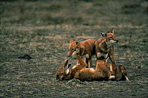 Simien jackals / Ethiopian wolf {Canis simensis} group showing social interaction, Bale Mountains, Bale NP, Ethiopia