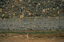 Simien jackal / Ethiopian wolf {Canis simensis} in landscape, Bale Mountains, Bale NP, Ethiopia
