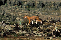 Simien jackal / Ethiopian wolf {Canis simensis} in habitat, Bale Mountains, Bale NP, Ethiopia