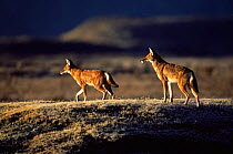 Two Simien jackals / Ethiopian wolf {Canis simensis} Bale Mountains, Bale NP, Ethiopia