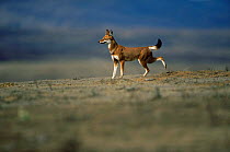 Simien jackal / Ethiopian wolf {Canis simensis} marking territory by scraping, Bale Mountains, Bale NP, Ethiopia