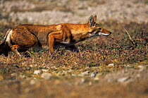 Simien jackal / Ethiopian wolf {Canis simensis} stalking rodent prey, Bale Mountains, Bale NP, Ethiopia