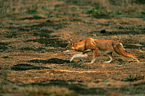 Simien jackal / Ethiopian wolf {Canis simensis} stalking rodent prey, Bale Mountains, Bale NP, Ethiopia
