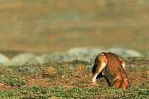 Simien jackal / Ethiopian wolf {Canis simensis} digging out rodent prey, Bale Mountains, Bale NP, Ethiopia