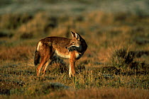 Simien jackal / Ethiopian wolf {Canis simensis} with rodent prey, Bale Mountains, Bale NP, Ethiopia