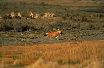 Simien jackal / Ethiopian wolf {Canis simensis} carrying prey, Bale Mountains, Bale NP, Ethiopia