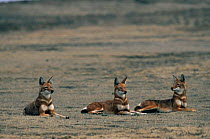 Three Simien jackals / Ethiopian wolf {Canis simensis} resting but alert, Bale Mountains, Bale NP, Ethiopia