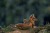 Simien jackal / Ethiopian wolf {Canis simensis} mother with cub at den, Bale Mountains, Bale NP, Ethiopia