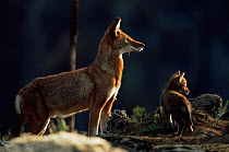 Simien jackal / Ethiopian wolf {Canis simensis} mother with cub at den, Bale Mountains, Bale NP, Ethiopia