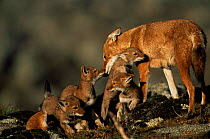 Simien jackal / Ethiopian wolf {Canis simensis} mother greeting cubs at den, Bale Mountains, Bale NP, Ethiopia