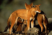 Simien jackal / Ethiopian wolf {Canis simensis} mother suckling cubs at den, Bale Mountains, Bale NP, Ethiopia