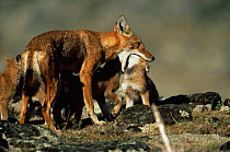 Simien jackal / Ethiopian wolf {Canis simensis} cub with head down mother's throat, Bale Mountains, Bale NP, Ethiopia