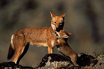 Simien jackal / Ethiopian wolf {Canis simensis} cub intereacting with mother, Bale Mountains, Bale NP, Ethiopia