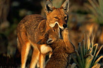 Simien jackal / Ethiopian wolf {Canis simensis} cub interacting with mother, Bale Mountains, Bale NP, Ethiopia