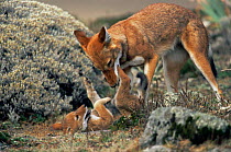 Simien jackal / Ethiopian wolf {Canis simensis} cub playing with mother, Bale Mountains, Bale NP, Ethiopia