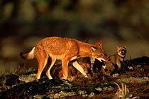 Simien jackal / Ethiopian wolf {Canis simensis} mother disciplining cub, Bale Mountains, Bale NP, Ethiopia