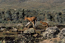 Simien jackal / Ethiopian wolf {Canis simensis} mother out hunting with cub, Bale Mountains, Bale NP, Ethiopia