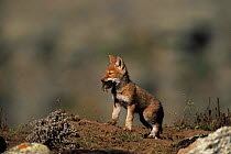 Simien jackal / Ethiopian wolf {Canis simensis} weaned cub with rodent prey, Bale Mountains, Bale NP, Ethiopia