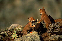 Simien jackal / Ethiopian wolf {Canis simensis} cubs playing, Bale Mountains, Bale NP, Ethiopia