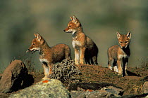 Simien jackal / Ethiopian wolf {Canis simensis} three cubs at den, Bale Mountains, Bale NP, Ethiopia