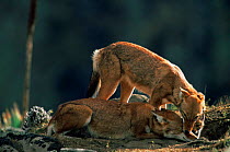 Two Simien jackals / Ethiopian wolf {Canis simensis} interacting at den, Bale Mountains, Bale NP, Ethiopia