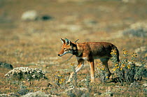 Simien jackal / Ethiopian wolf {Canis simensis} with radio collar, Bale Mountains, Bale NP, Ethiopia