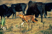 Simien jackal / Ethiopian wolf {Canis simensis} with domestic cattle in background, Bale Mountains, Bale NP, Ethiopia