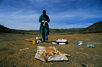 Vet about to perform post mortem on dead Simien jackal / Ethiopian wolf {Canis simensis} Bale Mountains, Bale NP, Ethiopia December 2003