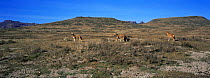 Simien jackals / Ethiopian wolf {Canis simensis} in landscape, Bale Mountains, Bale NP, Ethiopia