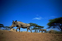 Warthog {Phacochoerus aethiopicus} low angle shot, Serengeti NP, Tanzania