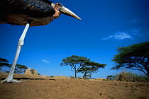 Marabou stork {Leptoptilos crumeniferus} low angle shot, Serengeti NP, Tanzania