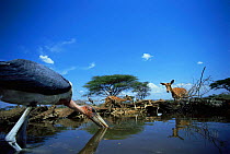 Marabou stork drinking at waterhole {Leptoptilos crumeniferus} low angle shot, Serengeti NP, Tanzania
