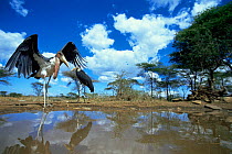 Marabou stork stretching wings at waterhole {Leptoptilos crumeniferus} low angle shot, Serengeti NP, Tanzania