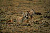 Golden jackals {Canis aureus} interacting, greeting behaviour, Serengeti NP, Tanzania