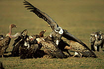 White backed vultures {Gyps africanus} squabbling over carcass, Serengeti NP, Tanzania
