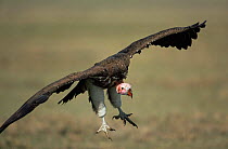 Lappet faced vulture {Torgos tracheliotus} landing, Serengeti NP, Tanzania