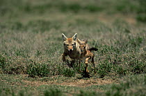 Golden jackal {Canis aureus} chasing young Thomson's gazelle, Serengeti NP, Tanzania