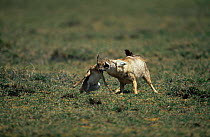 Golden jackal {Canis aureus} catching young Thomson's gazelle, biting its neck to kill it, Serengeti NP, Tanzania