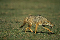 Golden jackal {Canis aurus} submissive posture, Serengeti NP, Tanzania