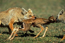 Two Golden jackals {Canis aurus} fighting over kill of newborn Thomson's gazelle, Serengeti NP, Tanzania