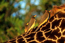 Yellow billed oxpeckers {Buphagus africanus} on neck of Southern / Masai giraffe {Giraffa camelopardalis tippelski} Serengeti NP, Tanzania