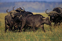 African buffalo {Syncerus caffer} herd running from African lion, Masai Mara GR, Kenya
