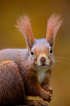 Red squirrel portrait {Sciurus vulgaris} Germany
