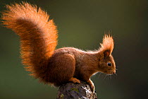 Red squirrel, backlit {Sciurus vulgaris} Germany