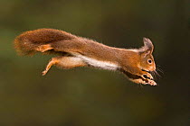 Red squirrel leaping {Sciurus vulgaris} Germany