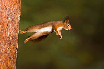 Red squirrel leaping from tree trunk {Sciurus vulgaris} Germany sequence 2/3