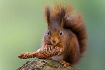 Red squirrel feeding on fir cone {Sciurus vulgaris} Germany