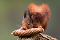 Red squirrel feeding on fir cone {Sciurus vulgaris} Germany