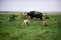 African lions {Panthera leo} being chased away by cornered African buffalo {Syncerus caffer} Masai Mara GR, Kenya